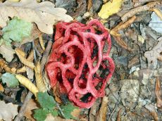 Clathrus-ruber_Прасковеевка